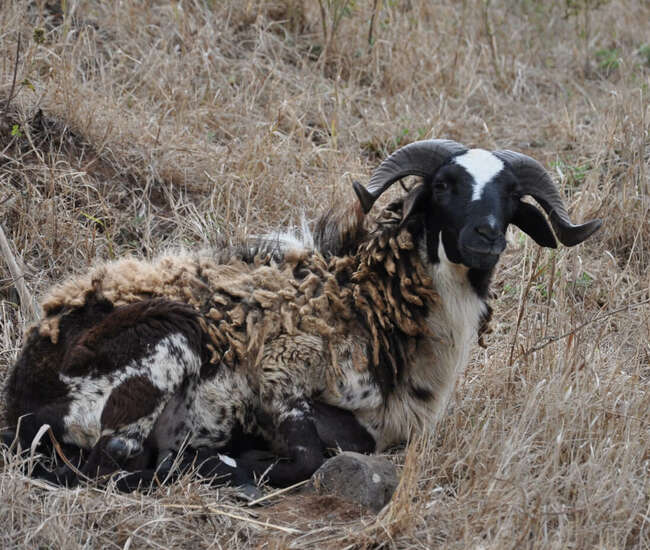 Kapverdische Insel Santiago - Tageswanderungen: Ein stolzer Bock