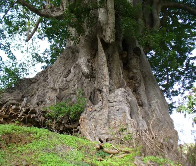 Kapverdische Insel Santiago : Highlights : Poilon