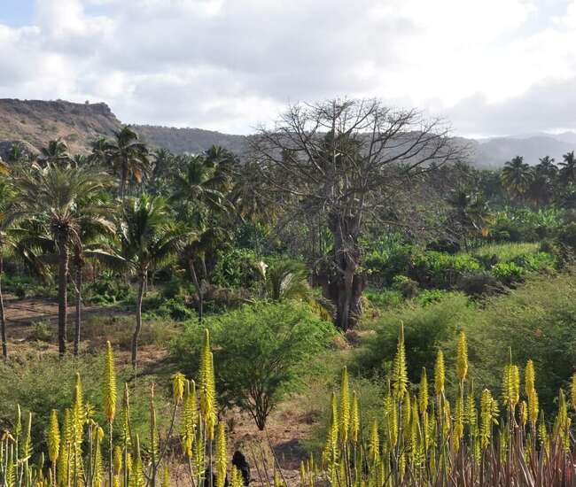 Kapverdische Insel Santiago : Highlights : Im Tal der tausend Palmen