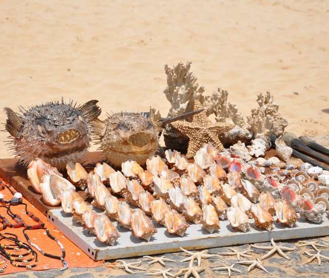 Kapverdische Badeinsel Sal Schätze des Meeres