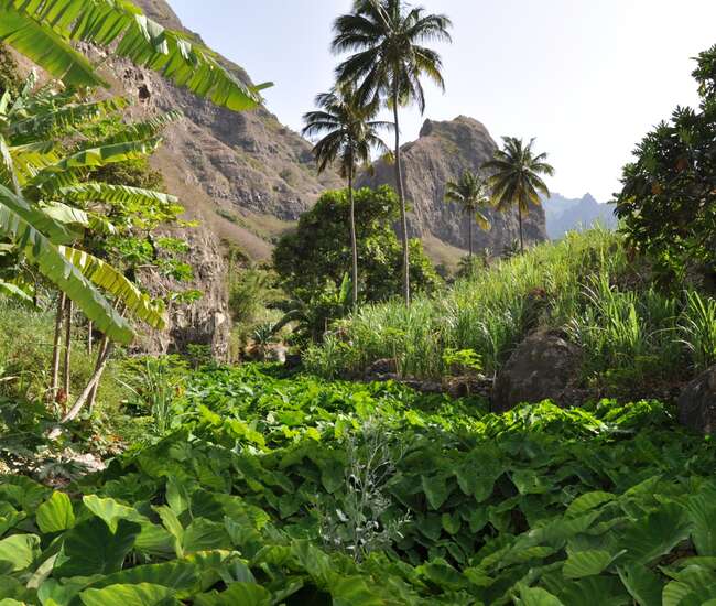 Kapverden Rundreise Berge und Meer - Komfortable Ausflüge: Yamsanbau im Paultal