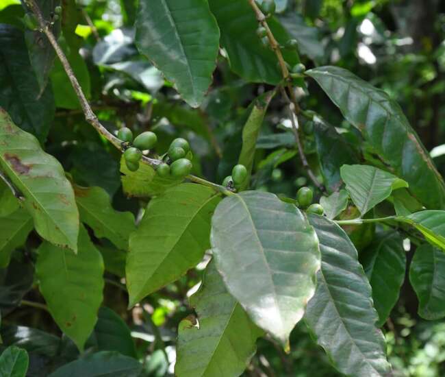 KafePlanzen Vulkaninsel Fogo