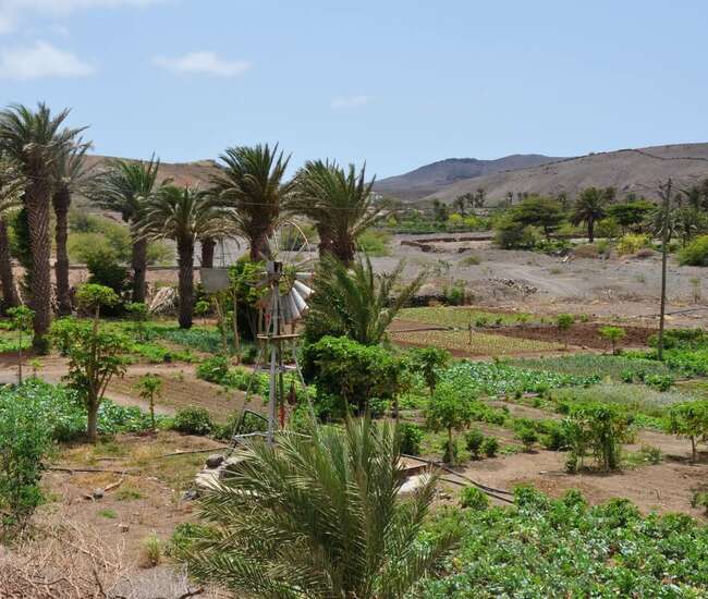 Kapverden Rundreise "Berge & Meer"  São Vicente: Gemüseanbau