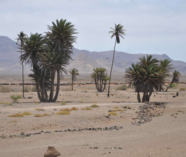 Kapverdische Insel Boavista
